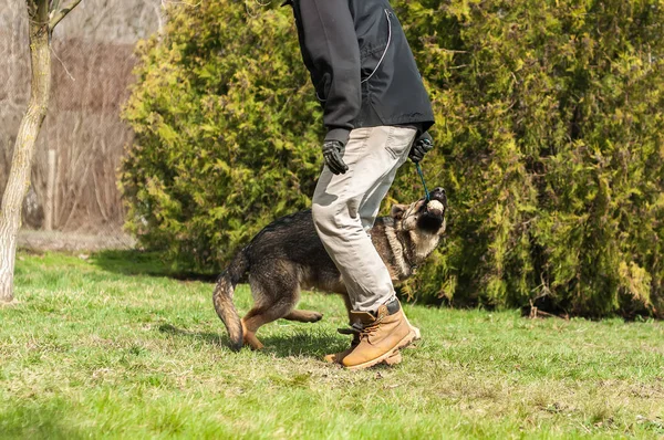 Bir Alman çoban köpek yavrusu köpek eğitmeni ile bir top yeşil bir çevrede güneşli bir bahar eğitim.