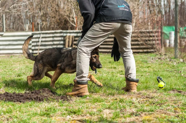 Ein Schäferhund Welpe Der Von Einer Hundetrainerin Mit Einem Ball — Stockfoto