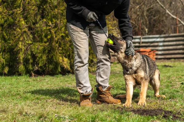Bir Alman çoban köpek yavrusu köpek eğitmeni ile bir top yeşil bir çevrede güneşli bir bahar eğitim.