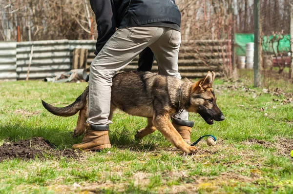 Bir Alman çoban köpek yavrusu köpek eğitmeni ile bir top yeşil bir çevrede güneşli bir bahar eğitim.