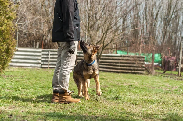 Ενός Γερμανικού Shepherd Κουτάβι Εκπαιδευτεί Από Έναs Σκύλοs Εκπαιδευόμενος Ένα — Φωτογραφία Αρχείου