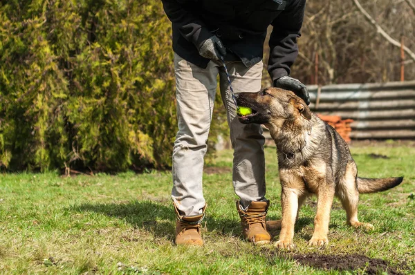 Ενός Γερμανικού Shepherd Κουτάβι Εκπαιδευτεί Από Έναs Σκύλοs Εκπαιδευόμενος Μια — Φωτογραφία Αρχείου