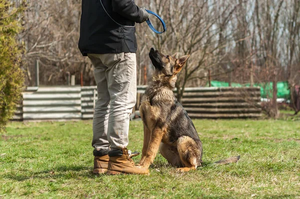 Ενός Γερμανικού Shepherd Κουτάβι Εκπαιδευτεί Από Έναs Σκύλοs Εκπαιδευόμενος Ένα — Φωτογραφία Αρχείου