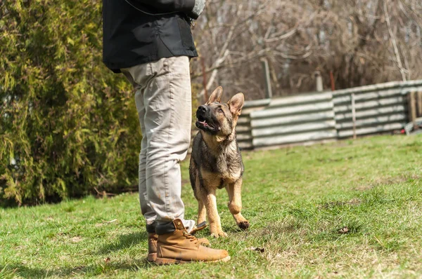 Bir Alman çoban köpek yavrusu köpek eğitmeni yeşil bir çevrede güneşli bir bahar eğitim.