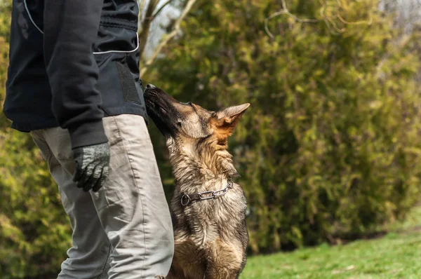 Ein Schäferhund Welpe Ausgebildet Von Einem Hundetrainer Einer Grünen Umgebung — Stockfoto