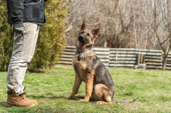Cachorro Pastor Alemán Entrenado Por Entrenador Perros Ambiente Verde Una — Foto de Stock
