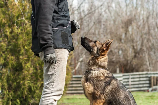 Seekor Anjing Gembala Jerman Dilatih Oleh Seorang Pelatih Anjing Lingkungan — Stok Foto