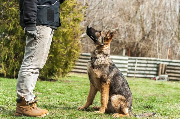 A german shepherd puppy trained by a dog trainer in a green environment at a sunny springtime.