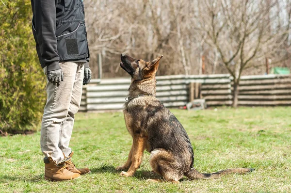 A german shepherd puppy trained by a dog trainer in a green environment at a sunny springtime.