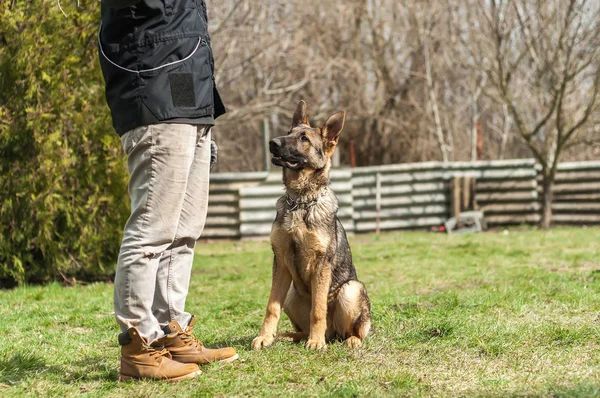 A german shepherd puppy trained by a dog trainer in a green environment at a sunny springtime.