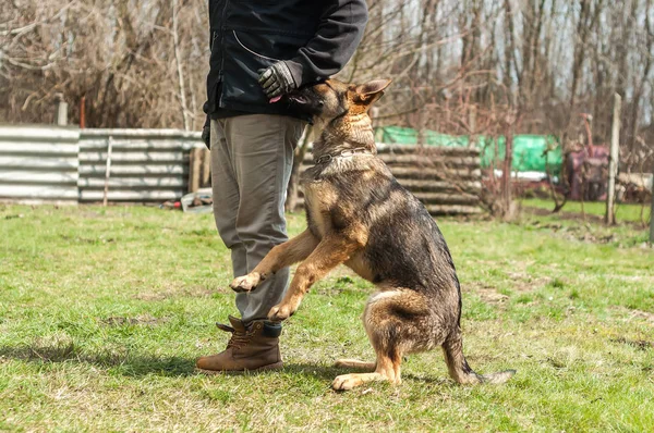Ενός Γερμανικού Shepherd Κουτάβι Εκπαιδευτεί Από Έναs Σκύλοs Εκπαιδευόμενος Ένα — Φωτογραφία Αρχείου