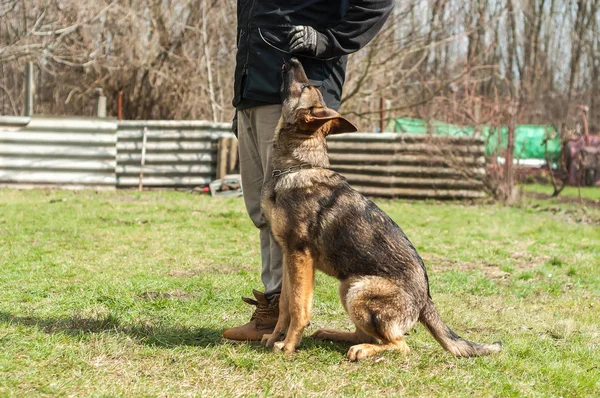 Ενός Γερμανικού Shepherd Κουτάβι Εκπαιδευτεί Από Έναs Σκύλοs Εκπαιδευόμενος Ένα — Φωτογραφία Αρχείου