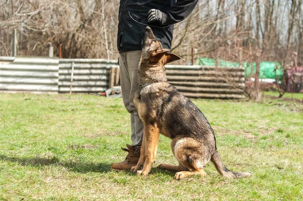 Bir Alman çoban köpek yavrusu köpek eğitmeni yeşil bir çevrede güneşli bir bahar eğitim.