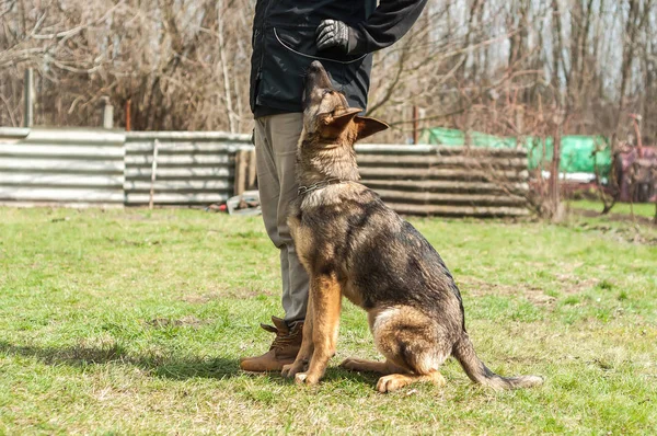 A german shepherd puppy trained by a dog trainer in a green environment at a sunny springtime.