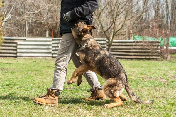 Bir Alman çoban köpek yavrusu köpek eğitmeni yeşil bir çevrede güneşli bir bahar eğitim.
