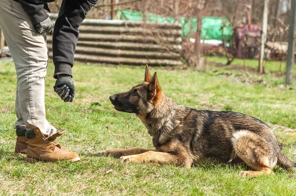 Cachorro Pastor Alemán Entrenado Por Entrenador Perros Ambiente Verde Una — Foto de Stock