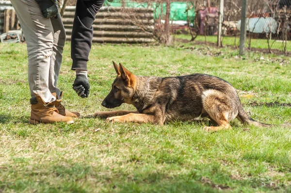 A german shepherd puppy trained by a dog trainer in a green environment at a sunny springtime.