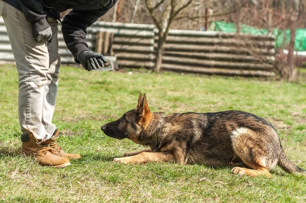 A german shepherd puppy trained by a dog trainer in a green environment at a sunny springtime.