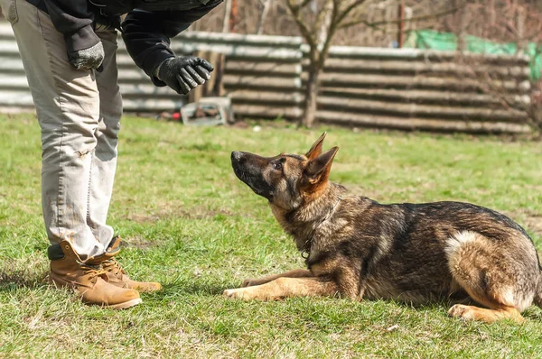 A german shepherd puppy trained by a dog trainer in a green environment at a sunny springtime.