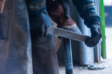 Atların toynakları için metal at ayakkabı kadar koyarak demirci.
