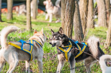 Sleddog yarıştan önce ağaçların altında koşum takımı ve zincirleri ile mücadele konulu iki sleddog husky köpek.