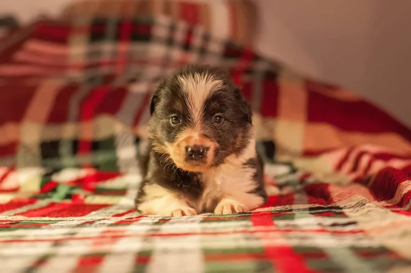 Quatro Semanas Idade Recém Nascido Bonito Fronteira Collie Filhote Cachorro — Fotografia de Stock