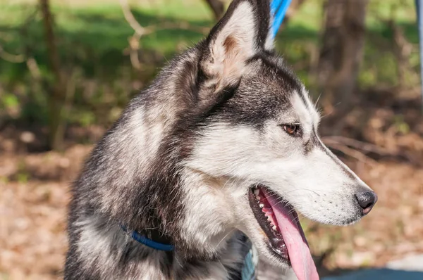 Portrait of a malamute dog on a leash while being walked in a green environment.