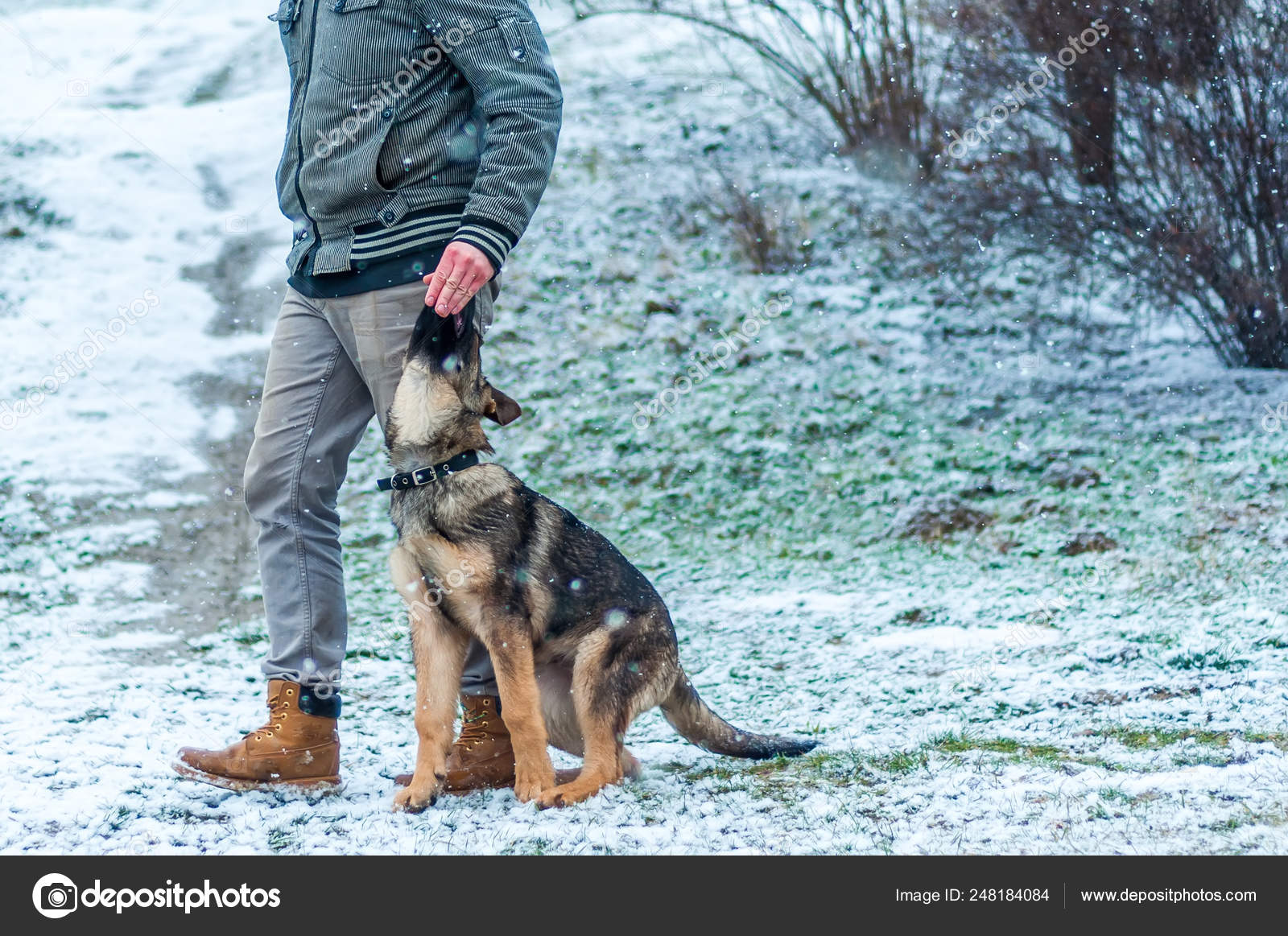 german shepherd puppy training