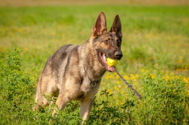 Sahada çalışan bir Alman çoban köpeği