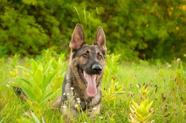 Uzun boylu çim üzerinde yalan bir Alman çoban köpeği portresi