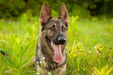 Uzun boylu çim üzerinde yalan bir Alman çoban köpeği portresi
