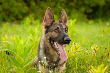 Uzun boylu çim üzerinde yalan bir Alman çoban köpeği portresi