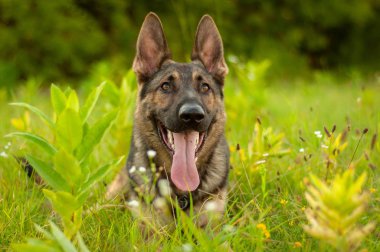 Uzun boylu çim üzerinde yalan bir Alman çoban köpeği portresi