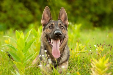 Uzun boylu çim üzerinde yalan bir Alman çoban köpeği portresi