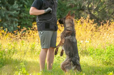 Bir Alman çoban köpeği ve onun eğitmeni
