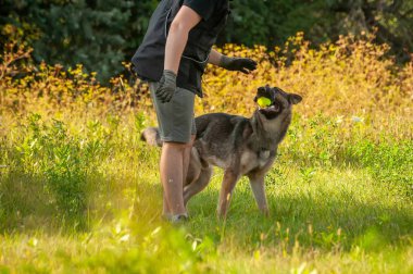 Bir Alman çoban köpeği ve bir top ile onun eğitmeni