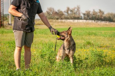 Bir Alman çoban köpeği ve bir top ile onun eğitmeni