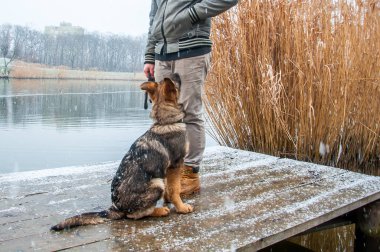 Alman çoban köpek kış sahibi ile