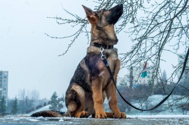 Alman çoban köpeklerine tasma, kış