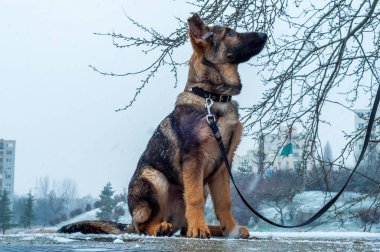 Alman çoban köpeklerine tasma, kış