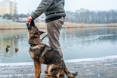Alman çoban köpek kış sahibi ile
