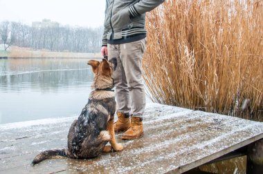 Alman çoban köpek kış sahibi ile