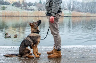 Alman çoban köpek kış sahibi ile
