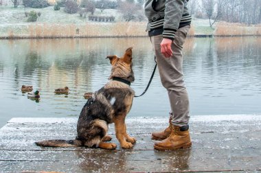 Alman çoban köpek kış sahibi ile