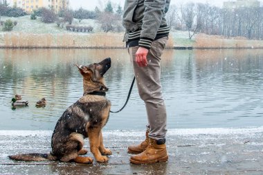 Alman çoban köpek kış sahibi ile