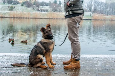 Alman çoban köpek kış sahibi ile