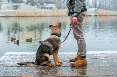 Alman çoban köpek kış sahibi ile