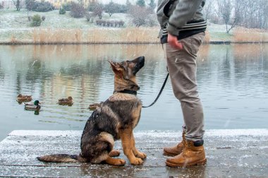 Alman çoban köpek kış sahibi ile