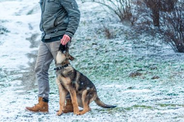 Alman çoban köpek eğitim, kış