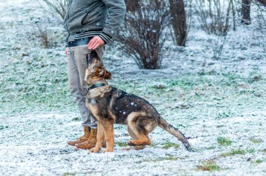 Alman çoban köpek eğitim, kış
